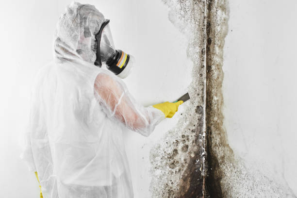 Office Mold Removal Services in St Jaco, IL