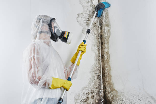Reliable St Jaco, IL Mold Removal Solutions