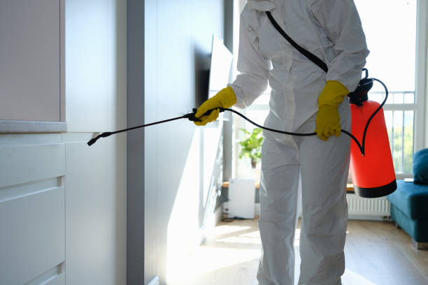 Mold Removal Process in St Jaco, IL