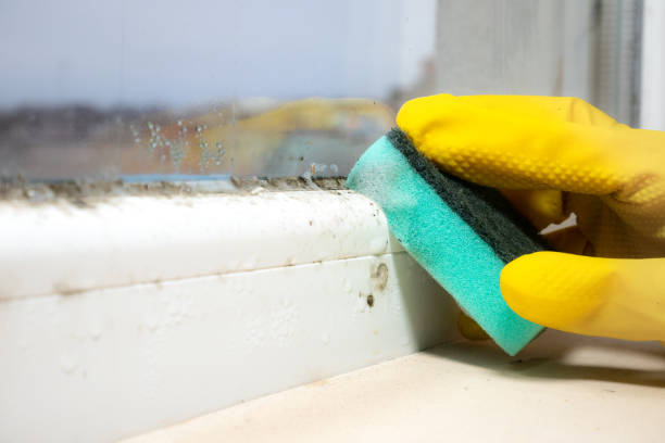 Best Home Mold Removal  in St Jaco, IL