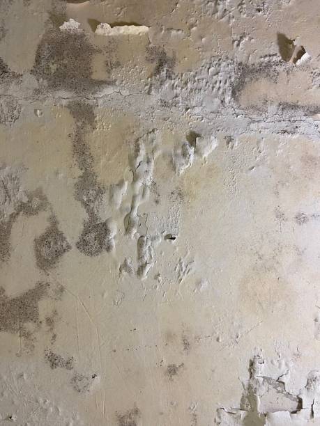 Best Mold Testing  in St Jaco, IL