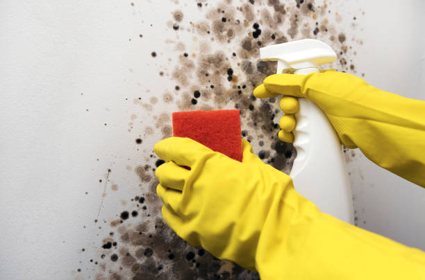 Best Mold Remediation Services  in St Jaco, IL