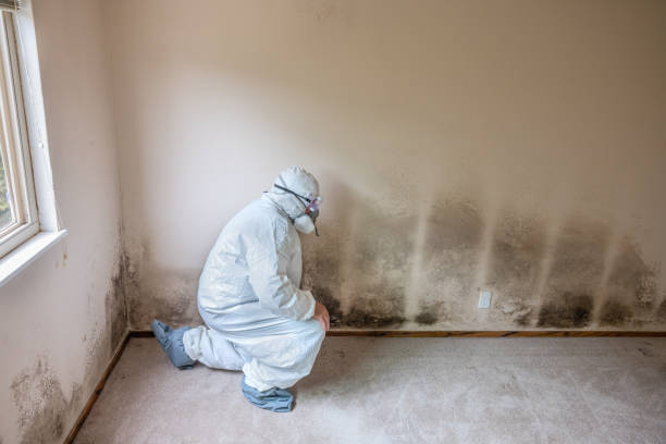 Mold Removal and Inspection in St Jaco, IL
