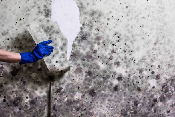 Best Crawl Space Mold Removal  in St Jaco, IL