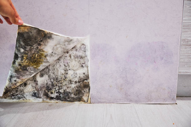 Best Fast Mold Removal  in St Jaco, IL